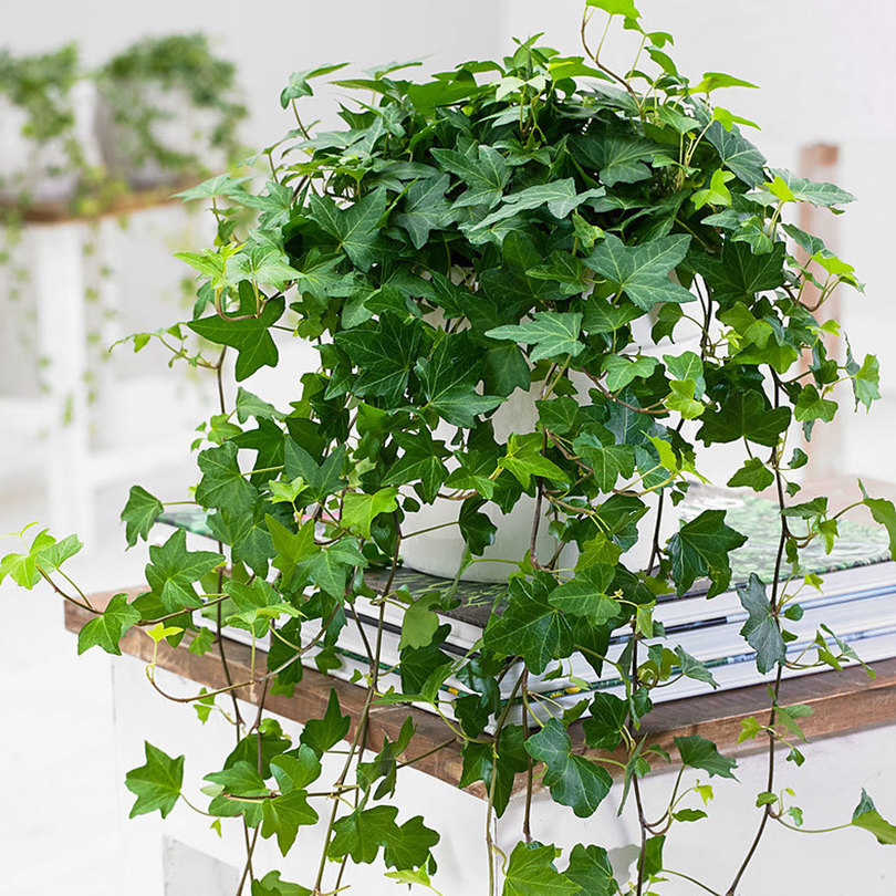Ideas para mantener tus plantas de interior